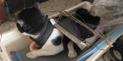Житель Ришон ле-Циона подозревается в издевательствах над кошками - detaly.co.il - Ришон