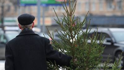 Хвойная ликвидация. Как правильно утилизировать живую новогоднюю елку после праздников - grodnonews.by