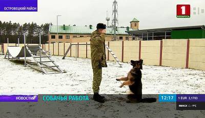 Владимир Королев - Более 100 кг наркотиков ежегодно на границе задерживают служебные собаки. Все ли породы пригодны для пограничной службы? - grodnonews.by