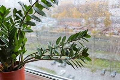5 комнатных растений, которые смогут вырастить у себя дома даже самые ленивые - skuke.net
