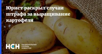 Егор Редин - Юрист раскрыл случаи штрафа за выращивание картофеля - nsn.fm - Россия