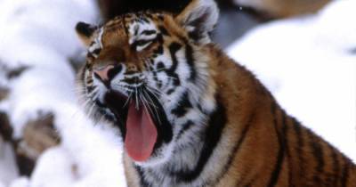 Тигр загрыз мужчину в Хабаровском крае - ren.tv - Хабаровский край