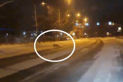 С наступлением холодной погоды Ярославль заполонили лисы - yar.mk.ru - Ярославль