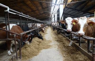 Виннитчина нарастила производство молока и сливок - agroportal.ua - Винницкая обл.