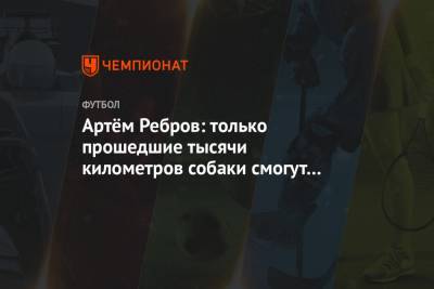 Артем Ребров - Артём Ребров: только прошедшие тысячи километров собаки смогут показать пример для молодых - championat.com - Москва - республика Карелия