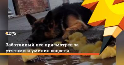 Заботливый пес присмотрел за утятами и умилил соцсети - ridus.ru - Шотландия