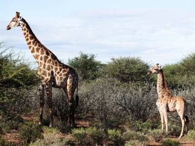 Ученые рассказали о первых встречах с карликовыми жирафами - polit.ru - Намибия - Уганда