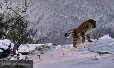 Численность леопардов на Дальнем востоке выросла почти втрое - nation-news.ru - Приморье край
