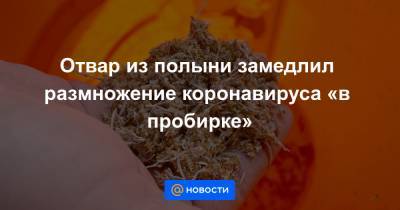 Отвар из полыни замедлил размножение коронавируса «в пробирке» - news.mail.ru - США
