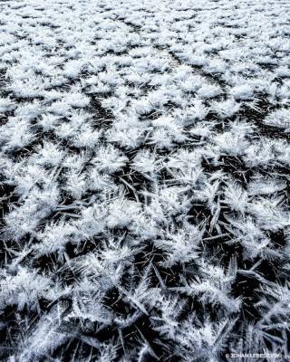 Павел Глазков - Фото: под Гатчиной расцвели “ледяные цветы” - ivbg.ru