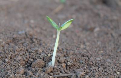 Роман Лещенко - Кабмин сделал шаг к открытости данных о почвах Украины - agroportal.ua
