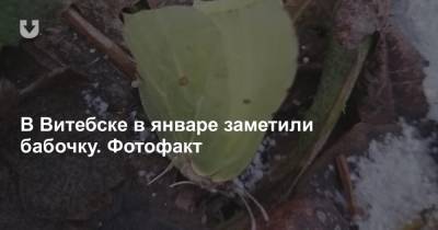 В Витебске в январе заметили бабочку. Фотофакт - news.tut.by - Витебск