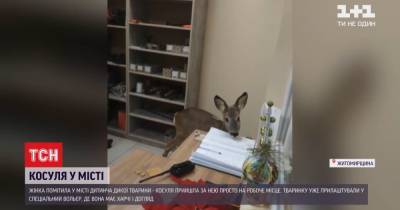 Дикое животное в городе: в Житомире детеныш косули гулял по улицам и зашел в офис (видео) - tsn.ua - Житомир