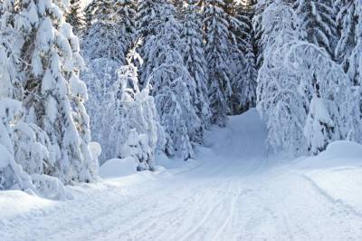 Несмотря на обильные осадки в лесных массивах области не зафиксированы снеголомы - grodnonews.by