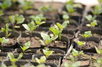 Сроки посадки баклажан на рассаду в 2021 году по лунному календарю садовода и огородника - skuke.net