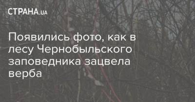 Появились фото, как в лесу Чернобыльского заповедника зацвела верба - strana.ua