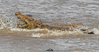 Крокодил съел пытавшегося попасть в ЮАР нелегального мигранта - ren.tv - Зимбабве - Юар