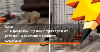 Я в домике: щенок спрятался от ребенка и заставил соцсети хохотать - skuke.net