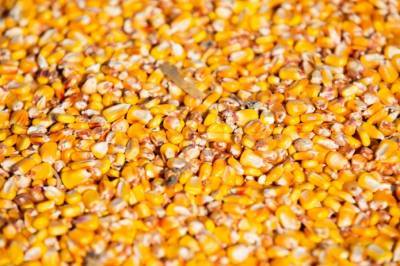 Китай одобрил импорт двух штаммов ГМ-кукурузы из-за рекордного спроса - agroportal.ua - Китай