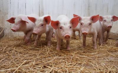Трансплантацию органов от ГМО-свиней людям начнут в 2022 году - inform-ua.info - США