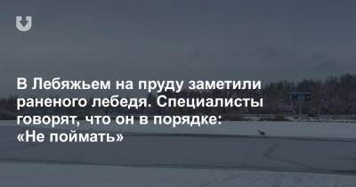 В Лебяжьем на пруду заметили раненого лебедя. Специалисты говорят, что он в порядке: «Не поймать» - news.tut.by - Минск