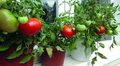Все о выращивании томатов на подоконнике: от посева до сбора урожая - skuke.net