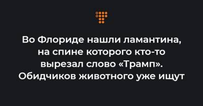 Во Флориде нашли ламантина, на спине которого кто-то вырезал слово «Трамп». Обидчиков животного уже ищут - hromadske.ua - США - New York - шт.Флорида