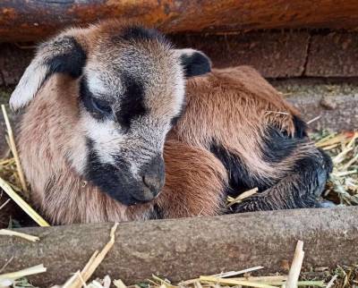 В Одесском зоопарке родились камерунские овцы - news.bigmir.net - Одесская обл. - Одесса