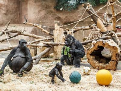 В зоопарке Сан-Диего у горилл подтвердили коронавирус - unn.com.ua - США - Киев - Сан-Диего - county San Diego