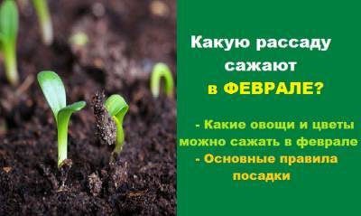 Какую рассаду сажают в феврале: какие цветы и овощи можно сажать в феврале, основные правила посадки - yur-gazeta.ru