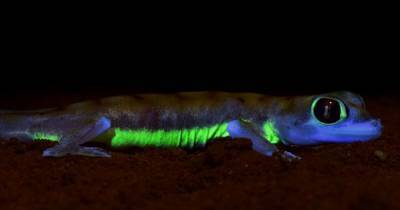 Исследователи обнаружили гекконов, святящихся неоново-зеленым цветом (фото) - focus.ua - Намибия