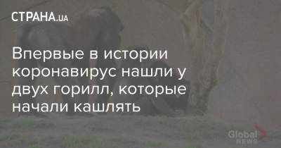 Ньюсом Гэвин - Впервые в истории коронавирус нашли у двух горилл, которые начали кашлять - strana.ua - шт. Калифорния