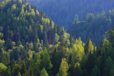 Дмитрий Горшков - В ООН рассказали, сколько миллионов гектар леса исчезло с планеты за последние 30 лет - newsone.ua - США - Бразилия - Канада