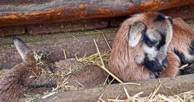 Первые детеныши 2021-го года: в Одесском зоопарке родились камерунские овцы - tsn.ua - Одесса - Запорожье