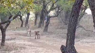 Бездомная собака сразилась с львицей в Индии и попала на видео - iz.ru - Израиль