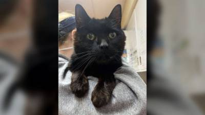 Потерявшийся кот вернулся к своим хозяевам спустя 7 лет (ФОТО) - enovosty.com - USA - штат Нью-Гэмпшир