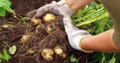 Что подсадить в лунку к картофелю, чтобы вдвое повысить урожайность - skuke.net