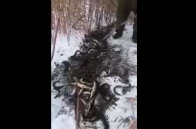 Астраханцы поделились видео удачной рыбалки с помощью лопаты - 7info.ru - Астрахань - Астраханская обл.
