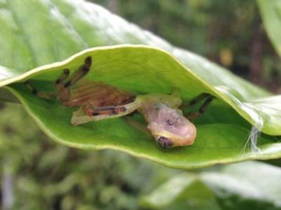Мадагаскарского паука-охотника заподозрили в сооружении из листьев ловушек для лягушек - polit.ru - Мадагаскар