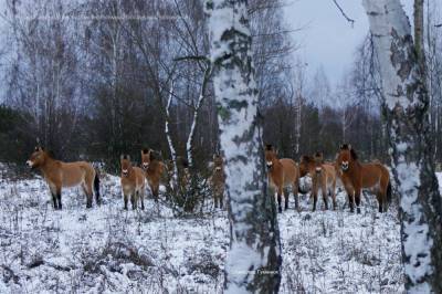 В Чернобыле заметили животных, которых в ХХ веке истребили в природе. Фото - vkcyprus.com