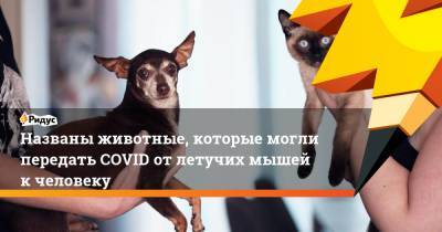Названы животные, которые могли передать COVID отлетучих мышей кчеловеку - ridus.ru