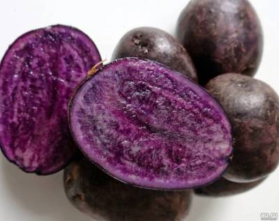 Фиолетовая картошка: как вырастить ее на своем участке - skuke.net