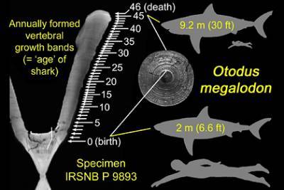 Древние акулы-монстры оказались внутриутробными каннибалами - pravda-tv.ru