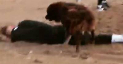 "Была любовь": пес сбил и прыгнул на футболиста клуба УПЛ во время тренировки в Турции (видео) - tsn.ua - Турция