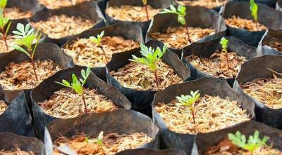 Выращивание бархатцев из семян в домашних условиях: самые благоприятные дни для посева в 2021 году - skuke.net - Москва - Московская обл.