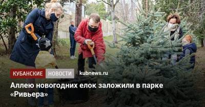 Аллею новогодних елок заложили в парке «Ривьера» - kubnews.ru - Сочи