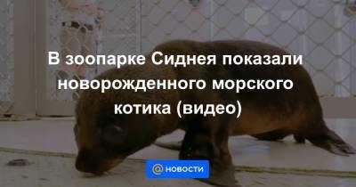 Екатерина Гура - В зоопарке Сиднея показали новорожденного морского котика (видео) - news.mail.ru
