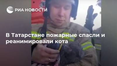В Татарстане пожарные спасли и реанимировали кота - ria.ru - респ. Татарстан - Казань