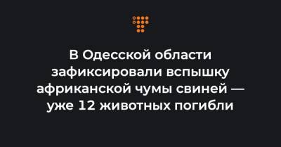 В Одесской области зафиксировали вспышку африканской чумы свиней — уже 12 животных погибли - hromadske.ua - Одесская обл.