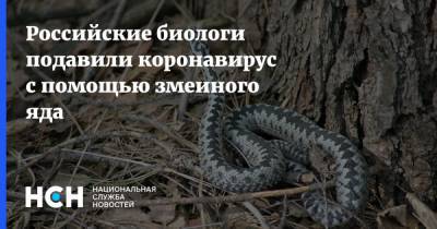 Российские биологи подавили коронавирус с помощью змеиного яда - nsn.fm